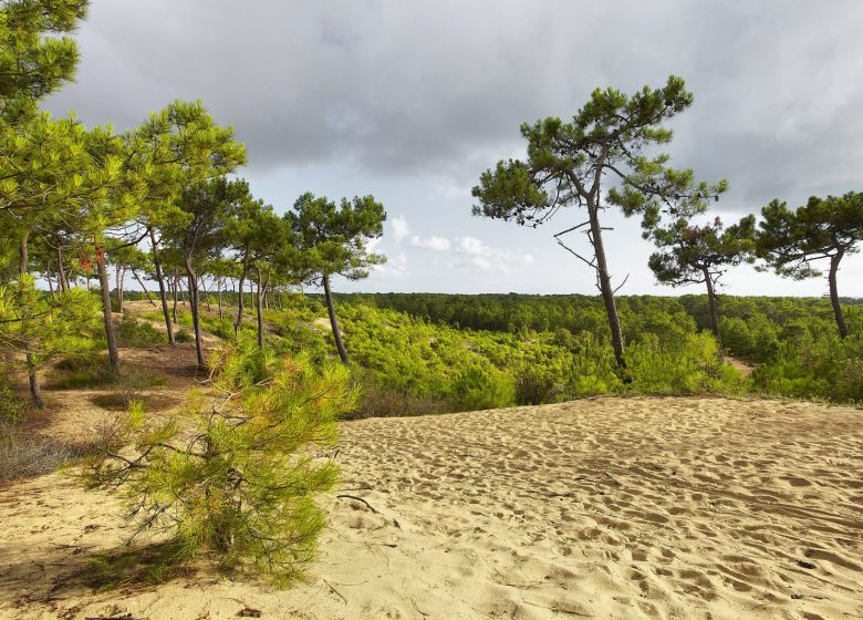 LA FORÊT DOMANIALE DES PAYS DE MONTS