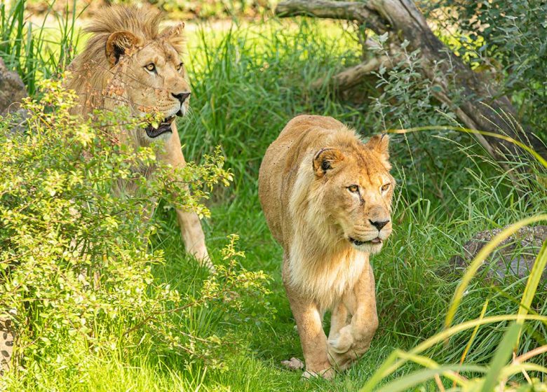 Zoo des Sables