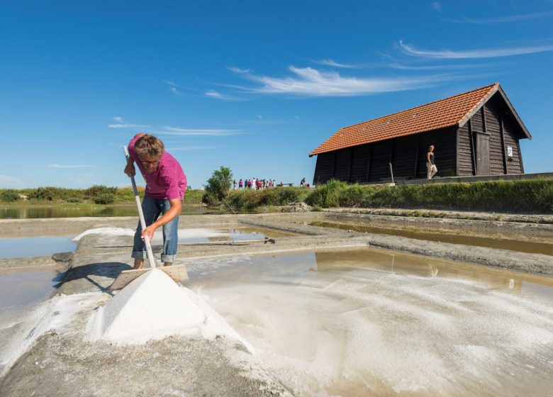 MARAIS SALANTS DE LA VIE