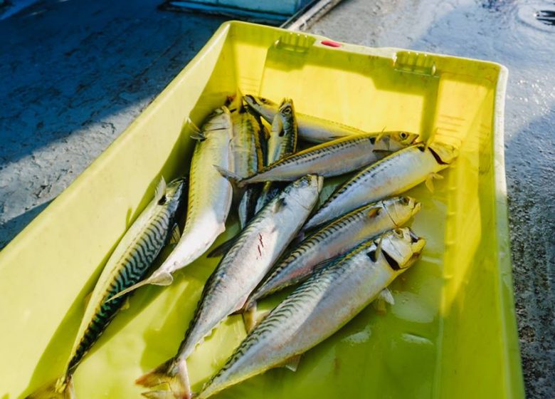 PECHE ET PROMENADE EN MER – L’AMI DU PECHEUR