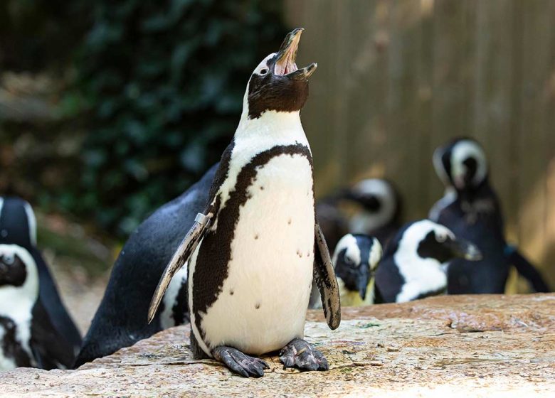 Zoo des Sables
