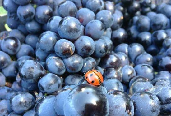 Domaine Saint Nicolas