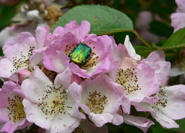 ROSERAIE DE VENDEE