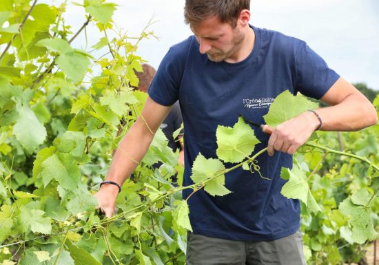 Domaine L’Orée du Sabia – Cave Bastien Mousset