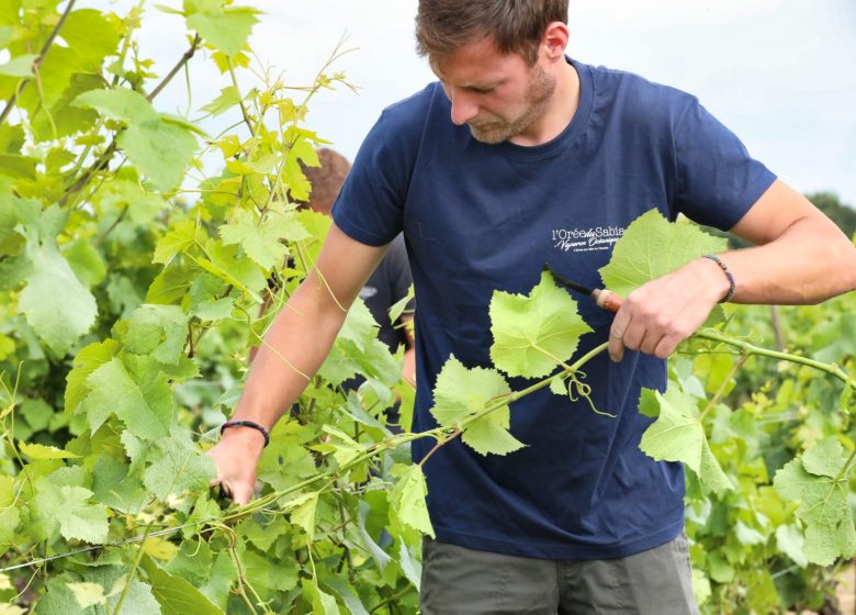 Domaine L’Orée du Sabia – Cave Bastien Mousset