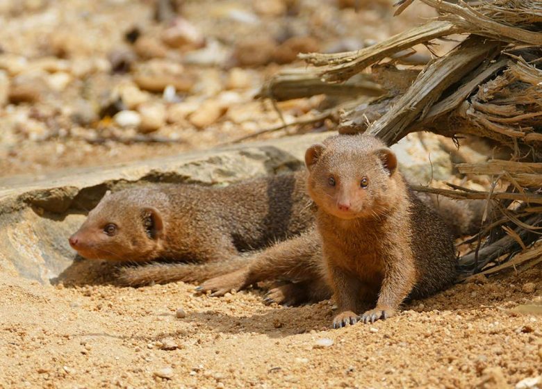 Zoo des Sables