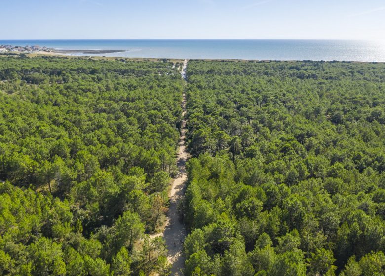 LA FORÊT DOMANIALE DES PAYS DE MONTS