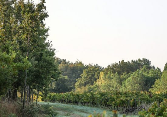 Domaine L’Orée du Sabia – Cave Bastien Mousset