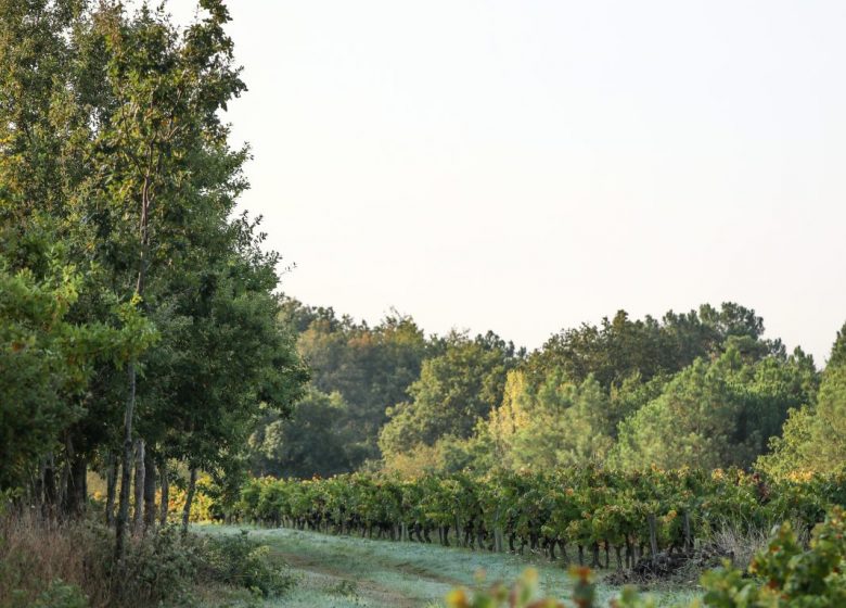 DOMAINE L’ORÉE DU SABIA – CAVE BASTIEN MOUSSET