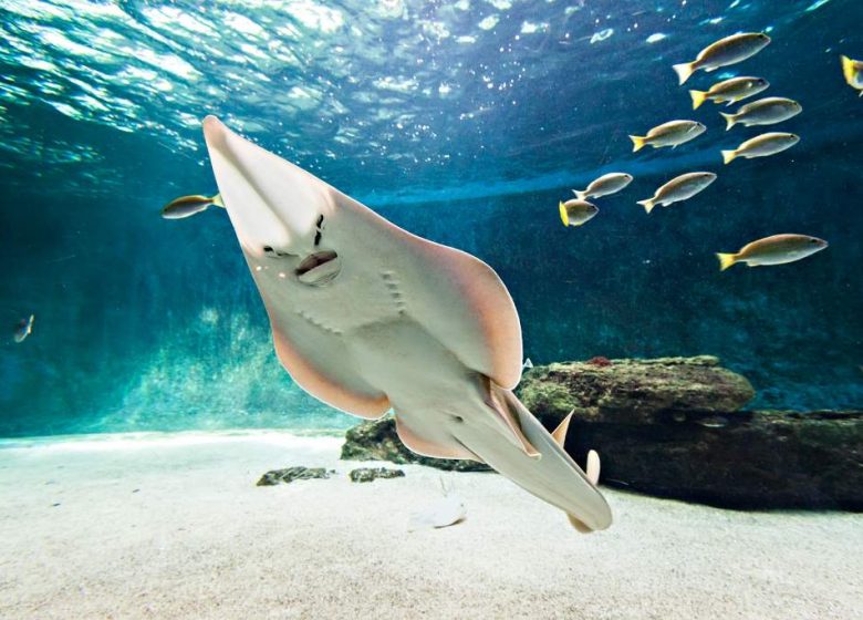 AQUARIUM DE VENDÉE