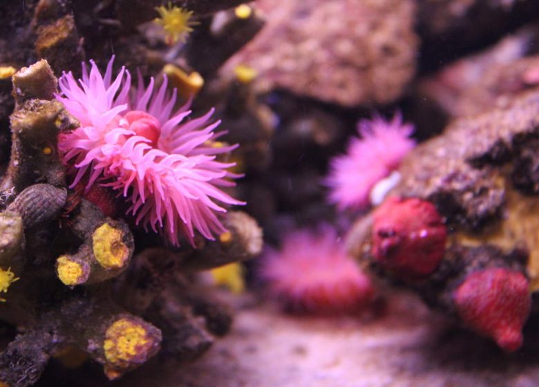 AQUARIUM DE VENDÉE