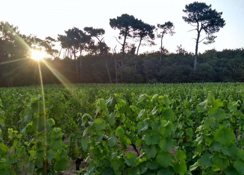 LES VIGNES À VÉLO – L’ORÉE DU SABIA