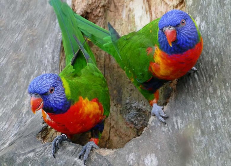 Zoo des Sables