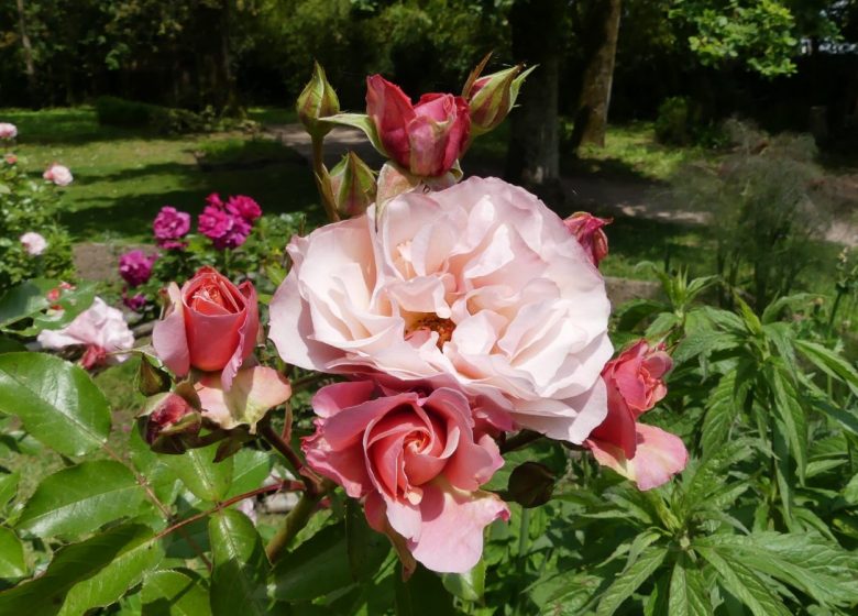 PARC FLORAL ET TROPICAL DE LA COURT D’ARON