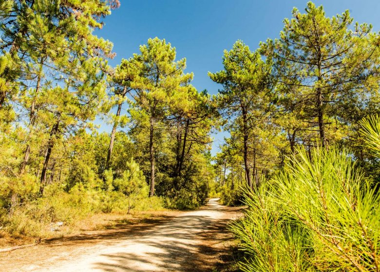 CIRCUIT DE LA DUNE N°30