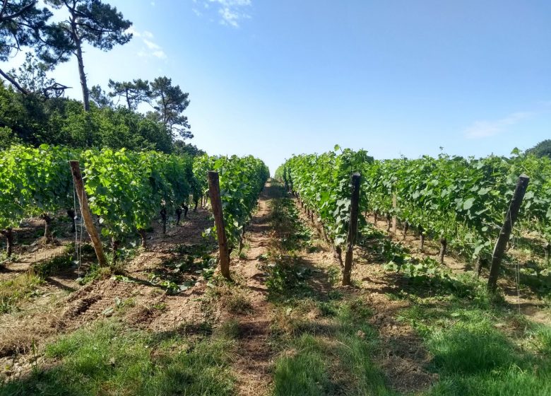 DOMAINE L’ORÉE DU SABIA – CAVE BASTIEN MOUSSET